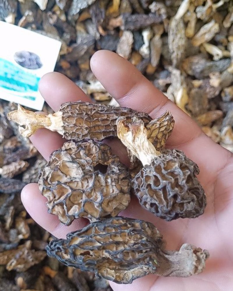 羊肚菌野生