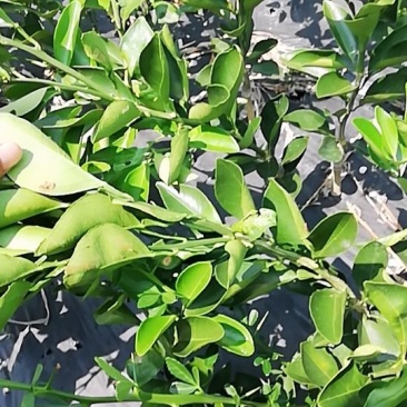 伦晚脐橙苗包邮品种保证免费枝术支持