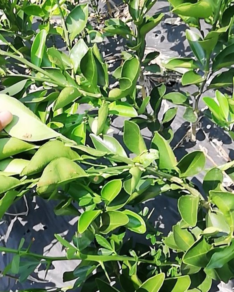伦晚脐橙苗包邮品种保证免费枝术支持