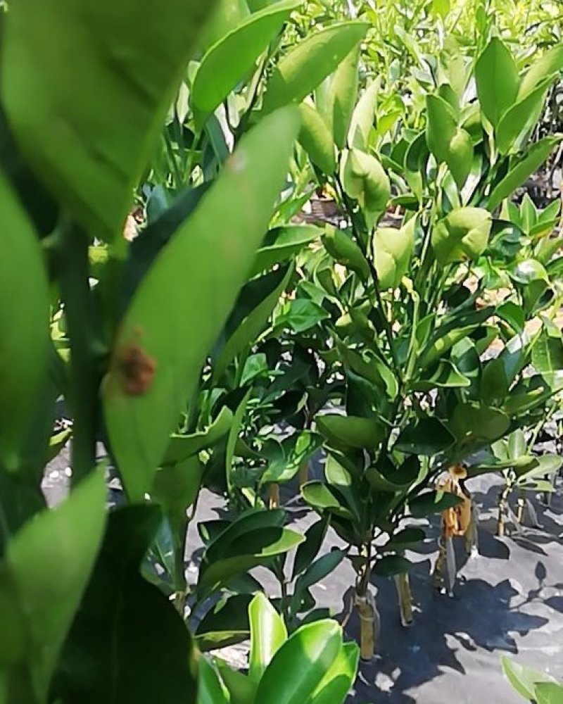 伦晚脐橙苗包邮品种保证免费枝术支持