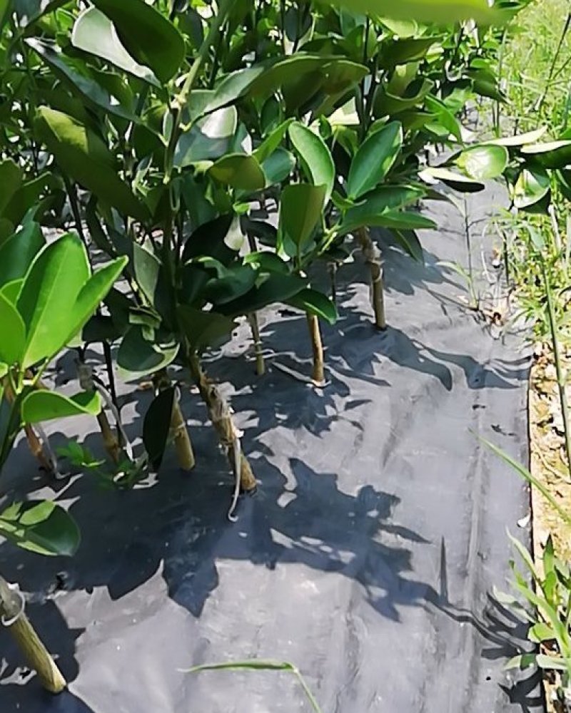 伦晚脐橙苗包邮品种保证免费枝术支持
