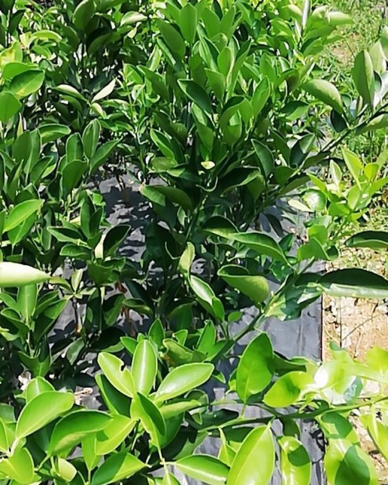 伦晚脐橙苗包邮品种保证免费枝术支持
