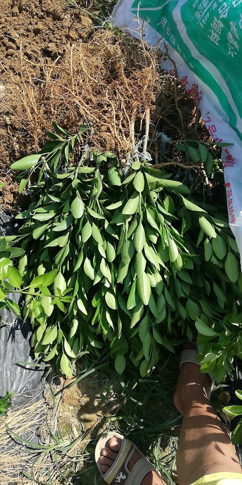 伦晚脐橙苗包邮品种保证免费枝术支持