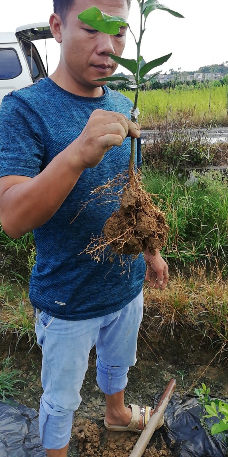伦晚脐橙苗包邮品种保证免费枝术支持