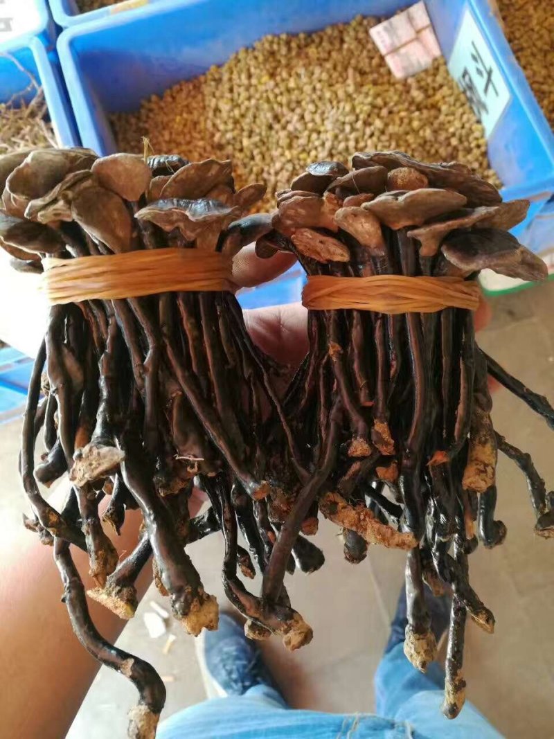 竹灵芝大量批发云南野生灵芝竹灵芝500克顺丰包邮