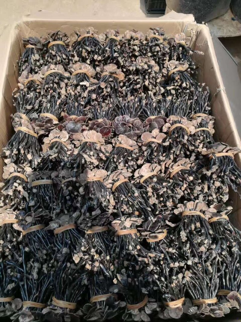 竹灵芝大量批发云南野生灵芝竹灵芝500克顺丰包邮