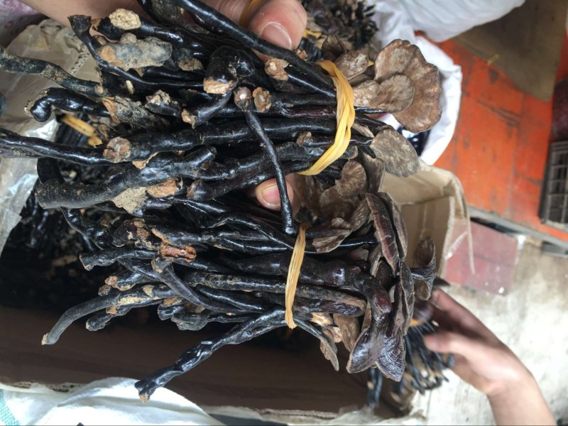 竹灵芝大量批发云南野生灵芝竹灵芝500克顺丰包邮