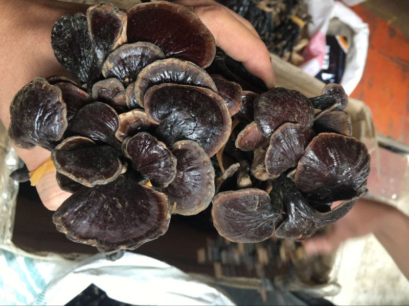 竹灵芝大量批发云南野生灵芝竹灵芝500克顺丰包邮