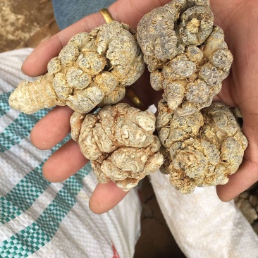 10头三七王8年三七云南文山三七特级顺丰包邮500克