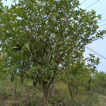 香泡，主要销往胡健