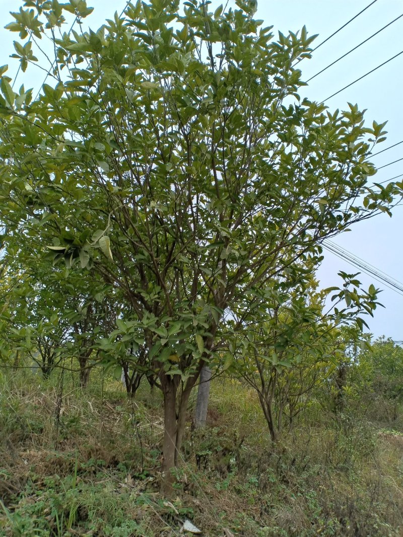 香泡，主要销往胡健