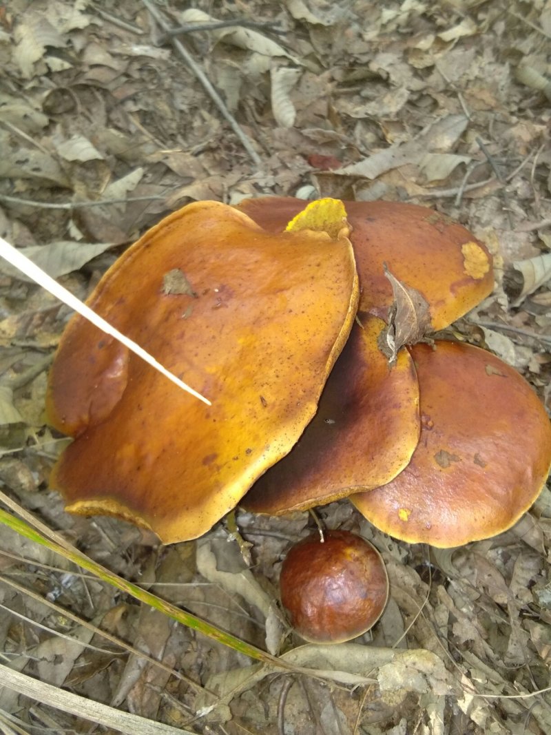 黑牛肝菌