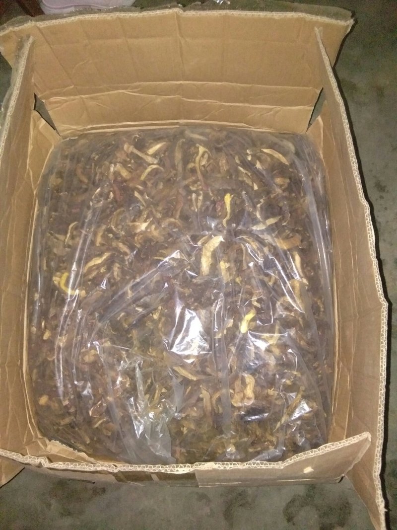 黑牛肝菌