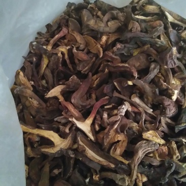 黑牛肝菌