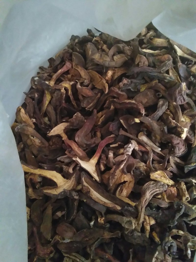 黑牛肝菌