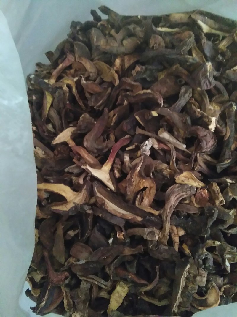 黑牛肝菌