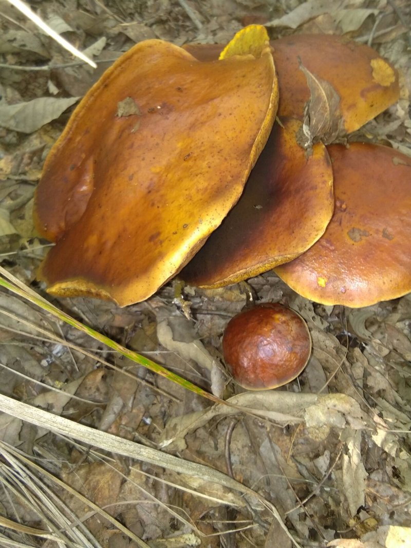 黑牛肝菌