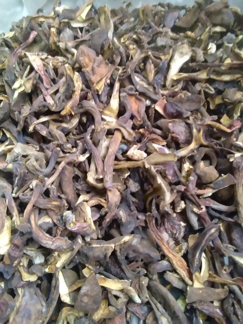 黑牛肝菌