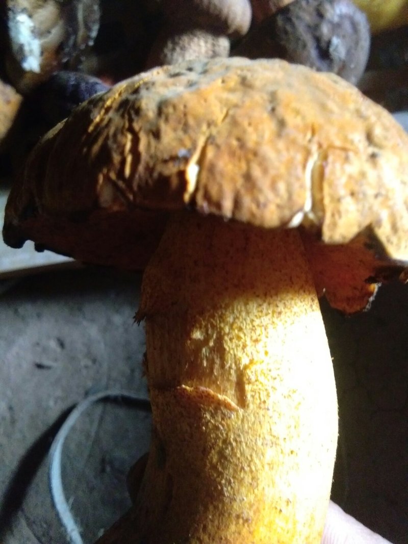 食用菌黄牛肝菌