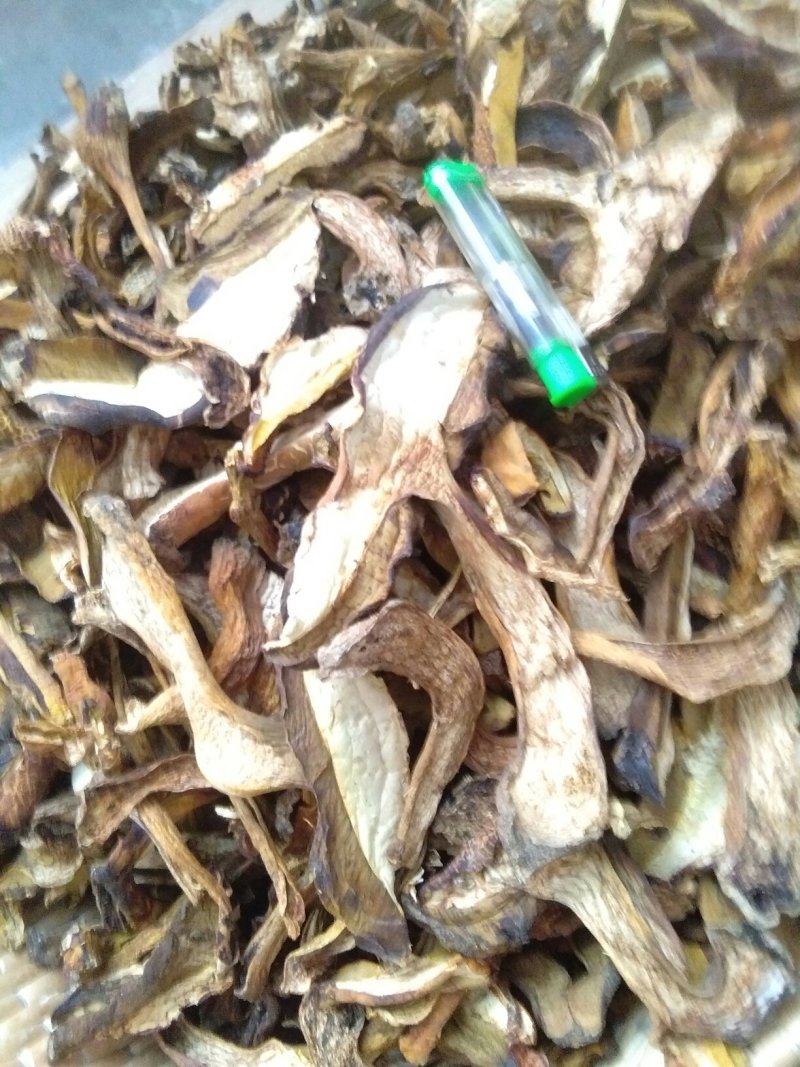 食用菌黄牛肝菌