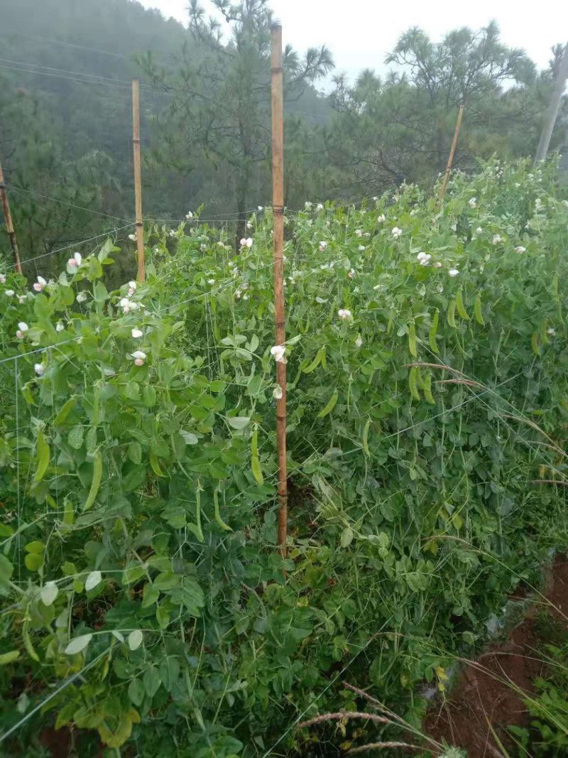 荷兰豆大量上市