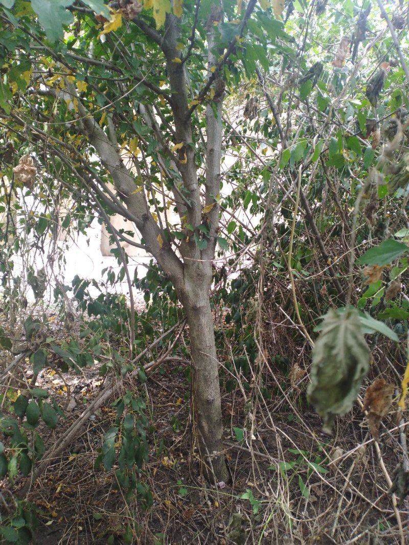 木槿平条基地大量低价直销木槿3-6公分及工程用苗