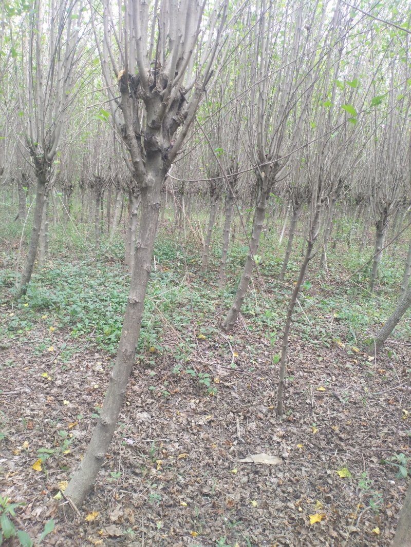 木槿平条基地大量低价直销木槿3-6公分及工程用苗
