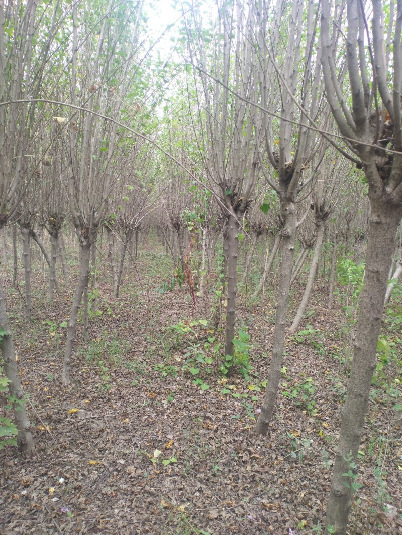 木槿平条基地大量低价直销木槿3-6公分及工程用苗