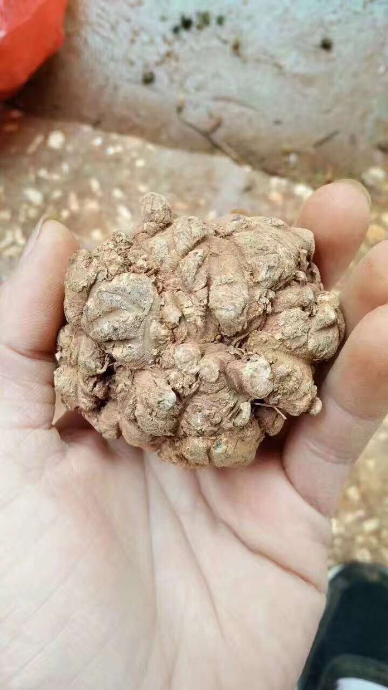 三七王10头工艺品手工文山三七