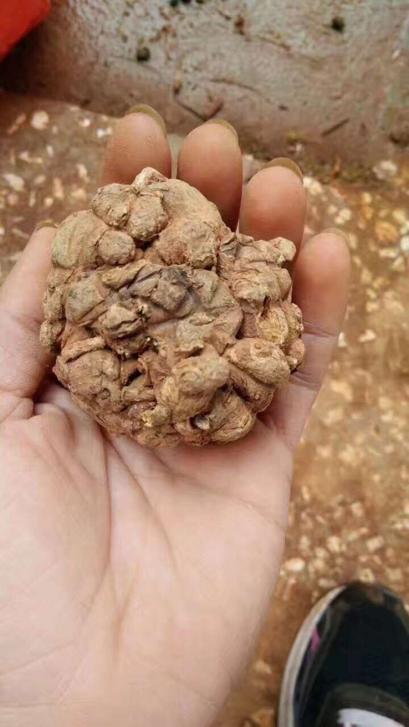 三七王10头工艺品手工文山三七