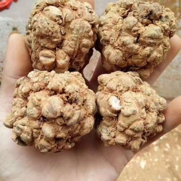 三七王10头工艺品手工文山三七