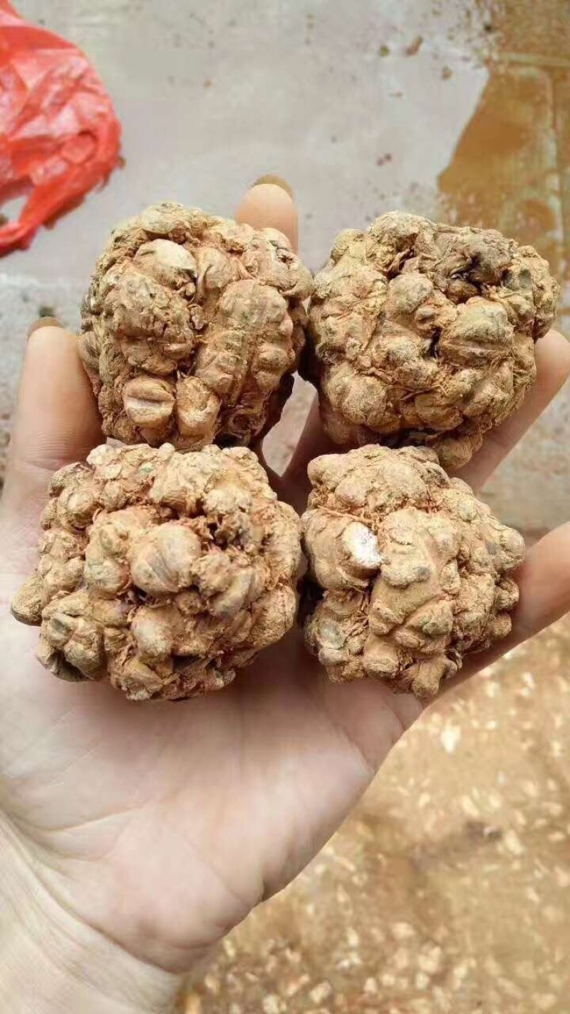 三七王10头工艺品手工文山三七