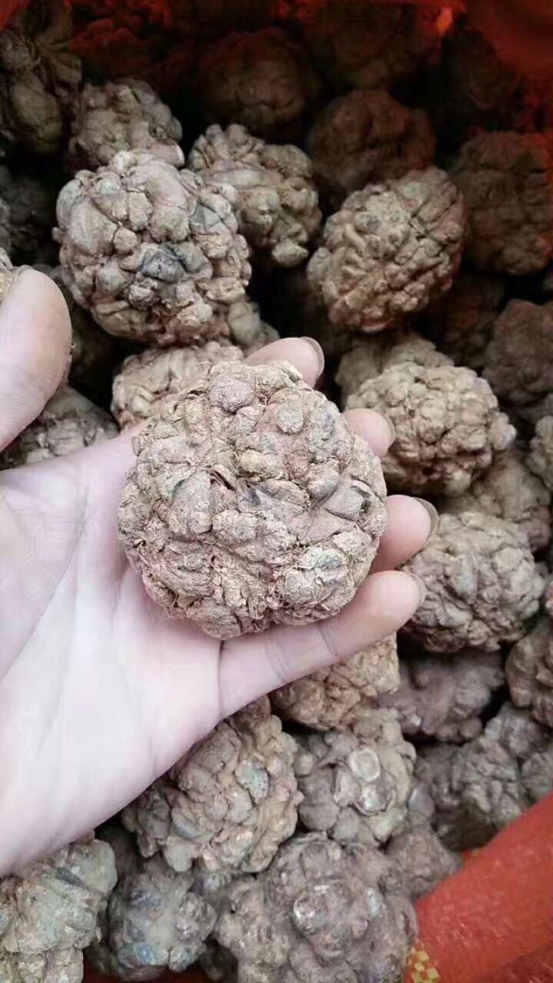 三七王10头工艺品手工文山三七