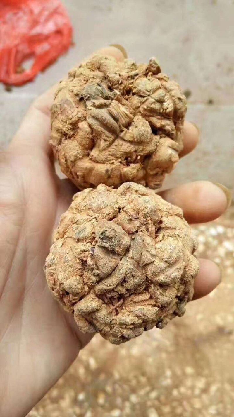 三七王10头工艺品手工文山三七