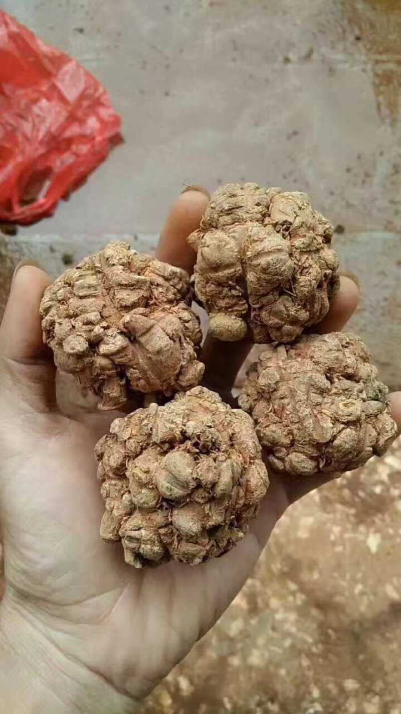 三七王10头工艺品手工文山三七
