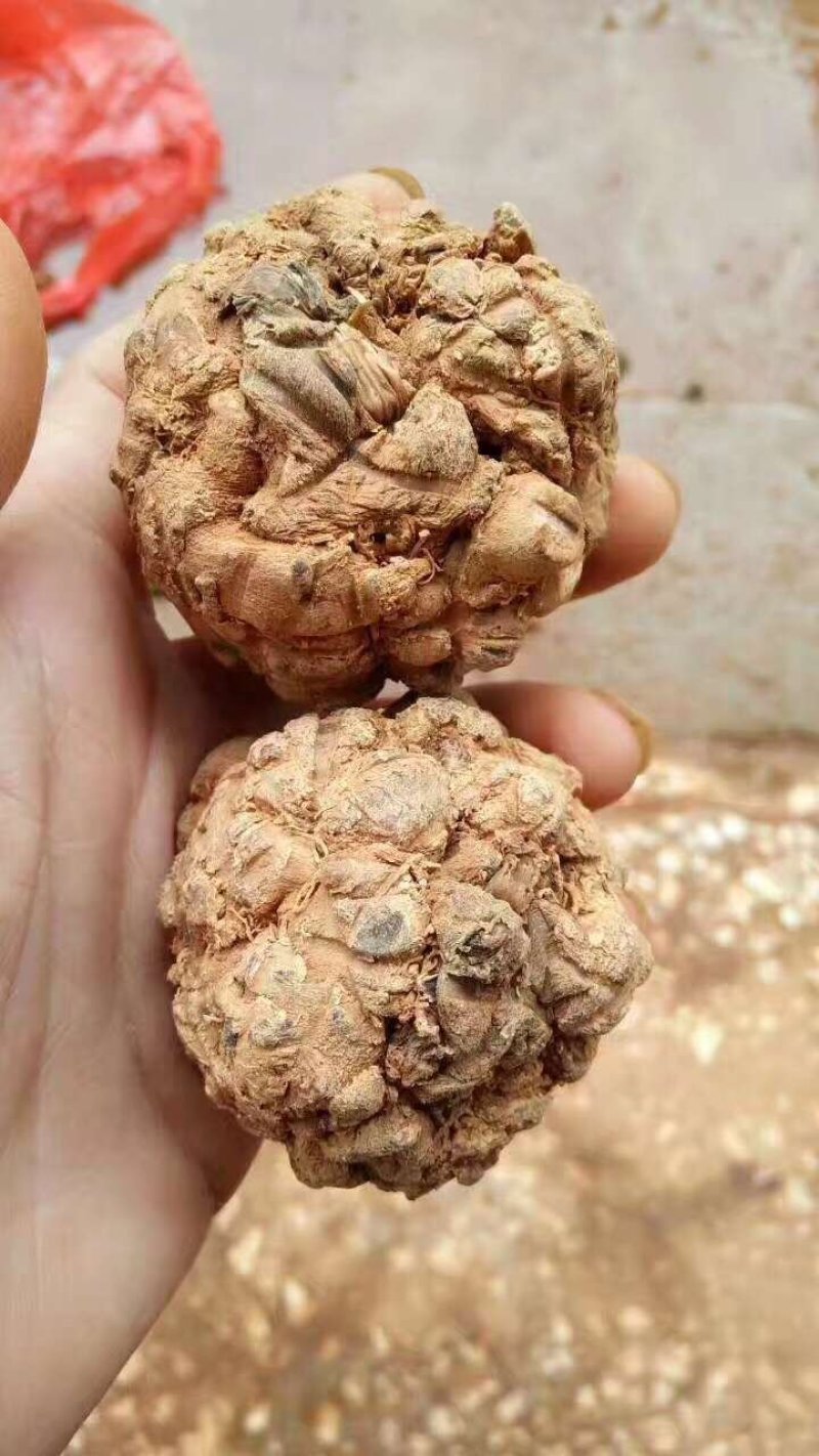 三七王10头工艺品手工文山三七