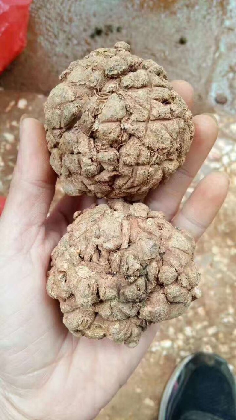 三七王10头工艺品手工文山三七