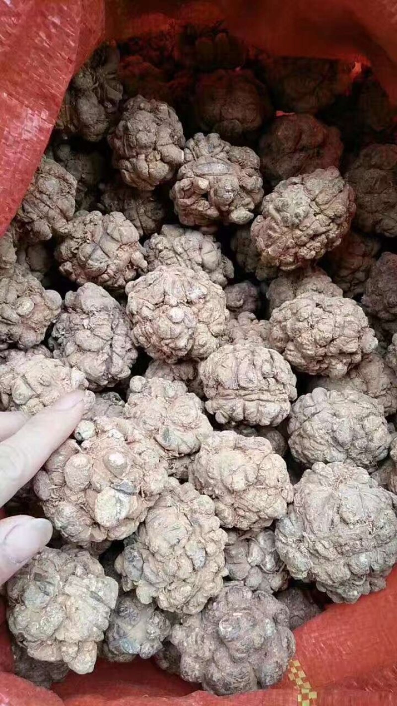 三七王10头工艺品手工文山三七