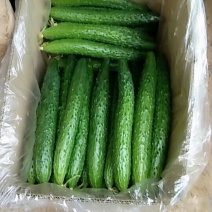 黄瓜，长25公分，鲜花带刺