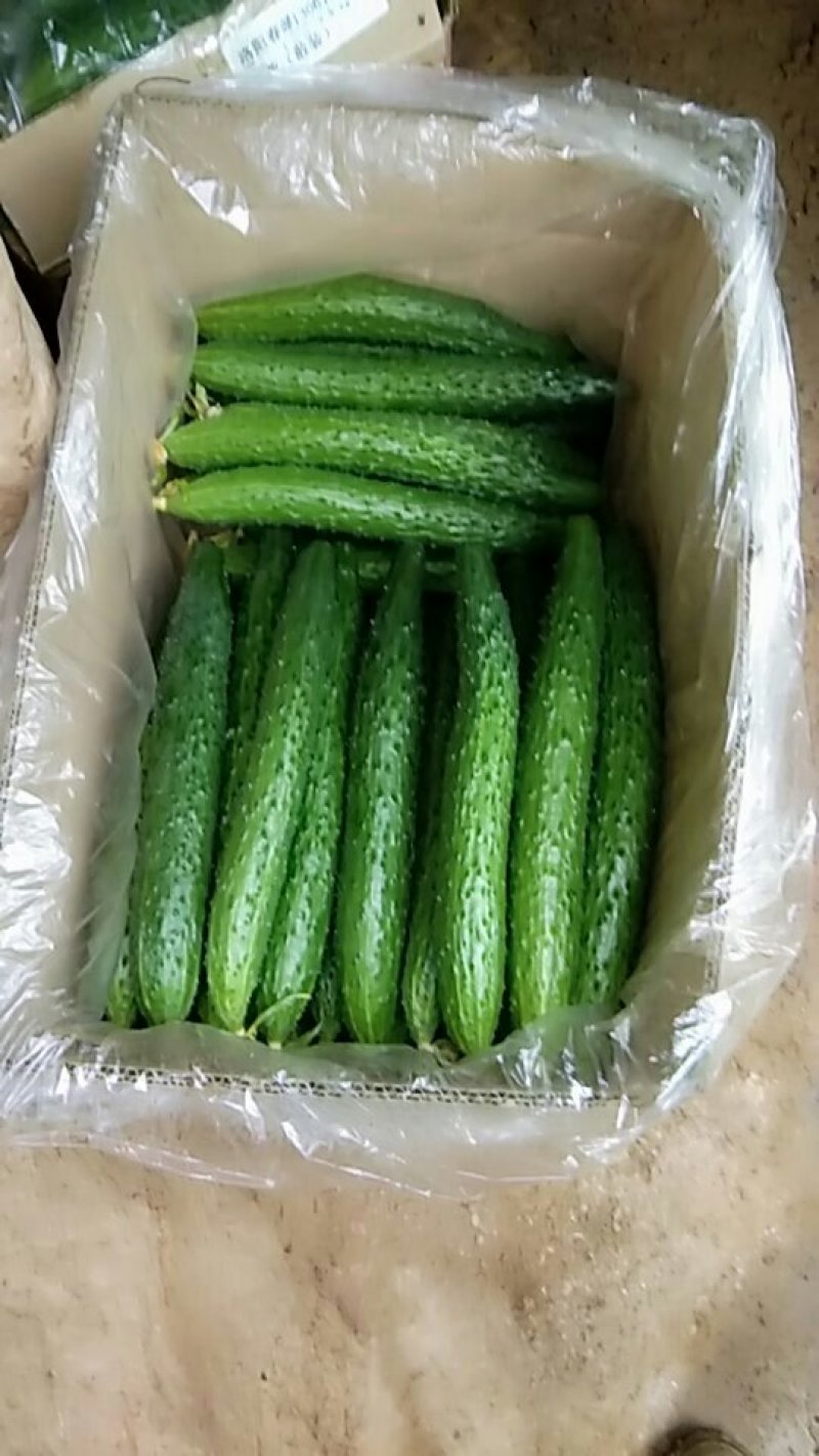 黄瓜，长25公分，鲜花带刺