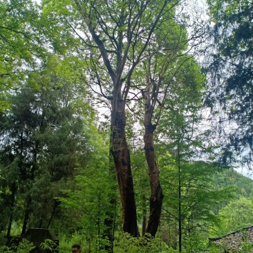 紫薇30公分