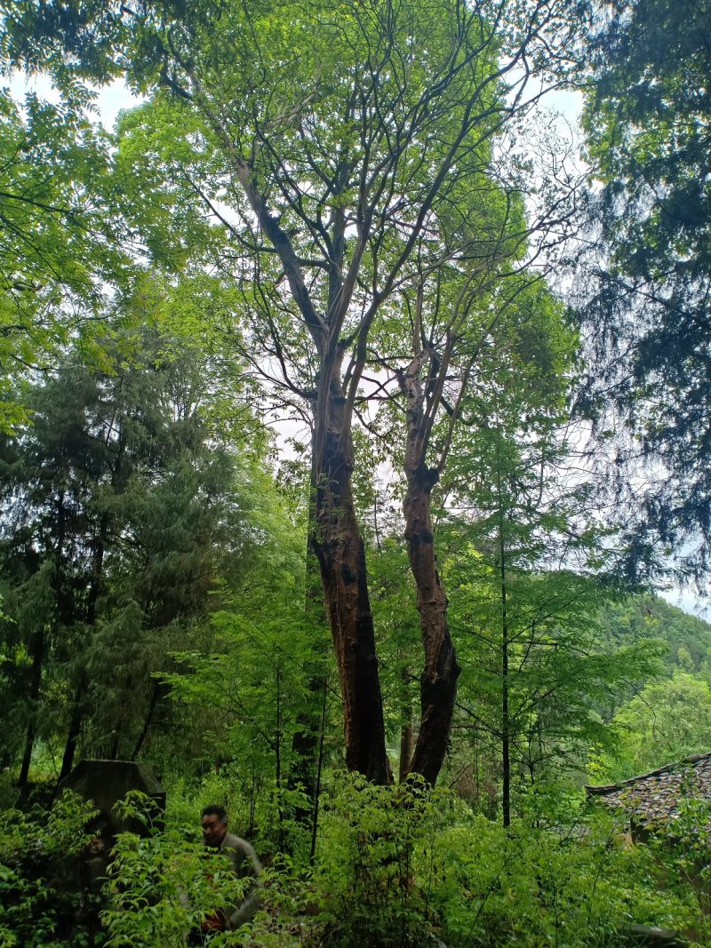紫薇30公分