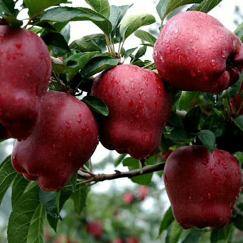 花牛苹果🍎批发