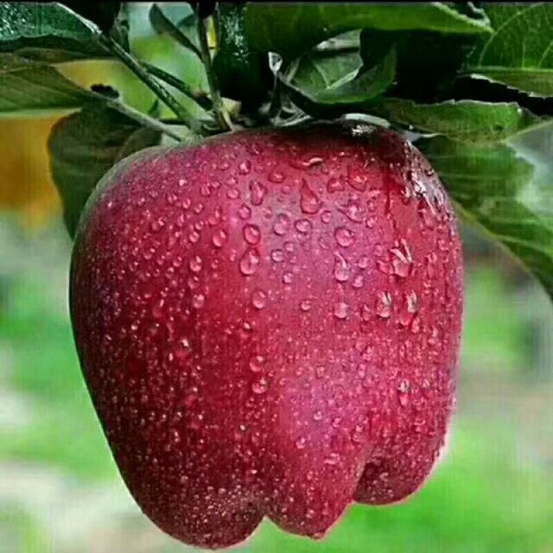 花牛苹果🍎批发