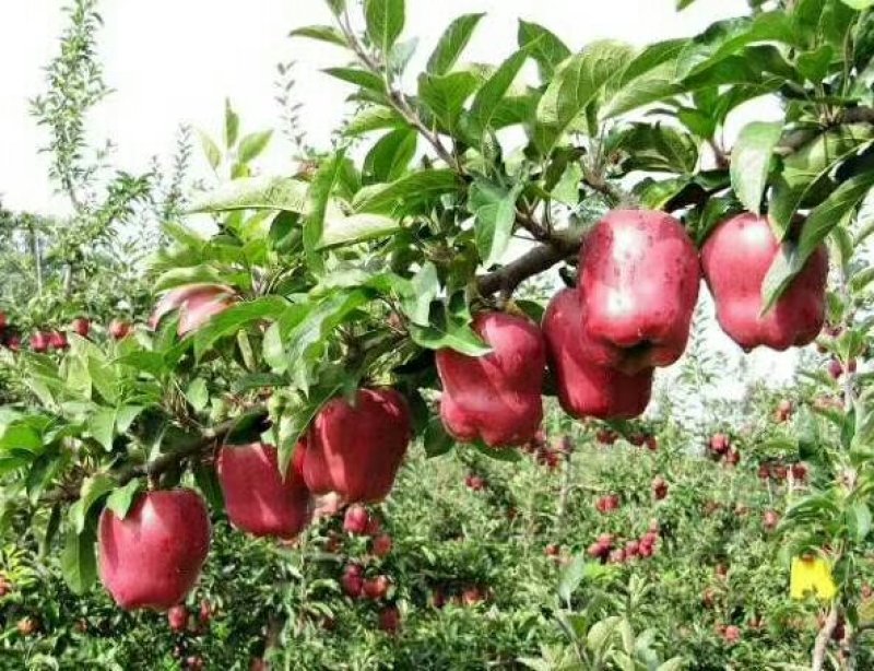 花牛苹果🍎批发