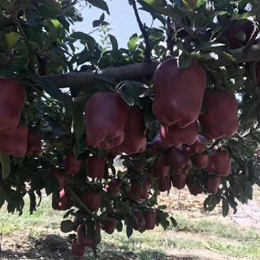 花牛苹果🍎批发