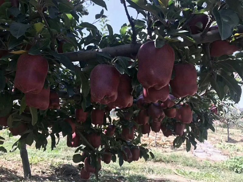 花牛苹果🍎批发