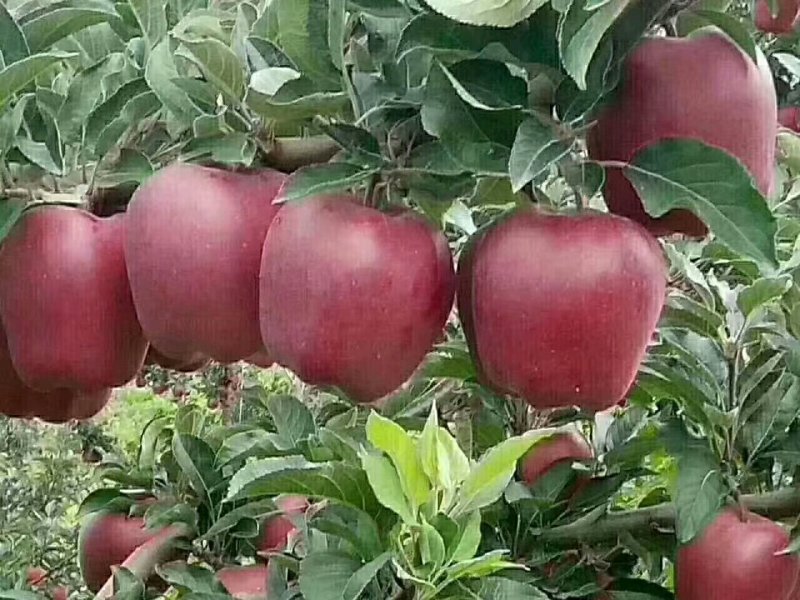 花牛苹果🍎批发