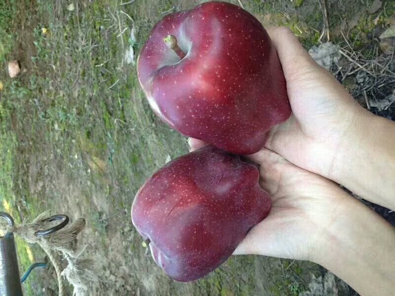 天水花牛苹果批发