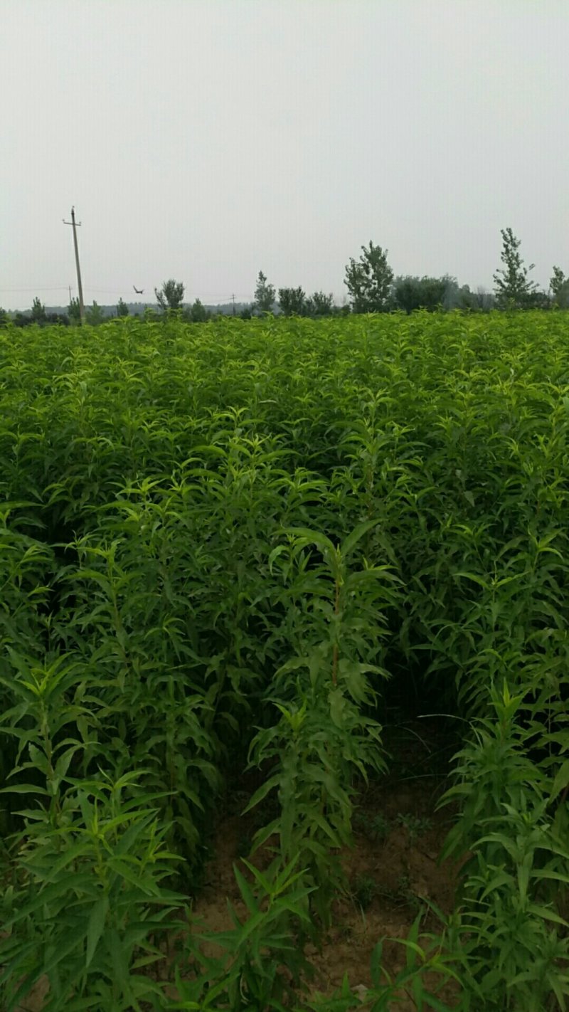 品种桃树苗、苗圃货源！品种保证，货源充足